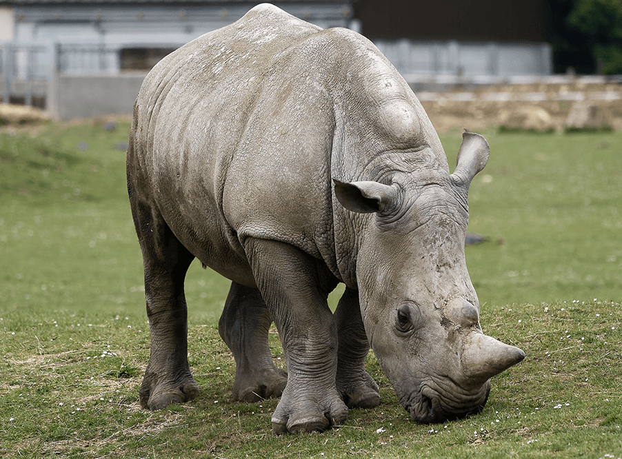 Последнего​ ​самца​ ​северного​ ​белого​ ​носорога​ ​зарегистриро­ва­ли​ ​в​ ​Tinder