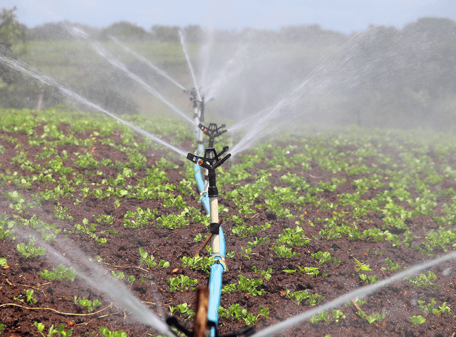 Сельхозугодия орошаются сточными водами на 50% больше, чем считалось ранее