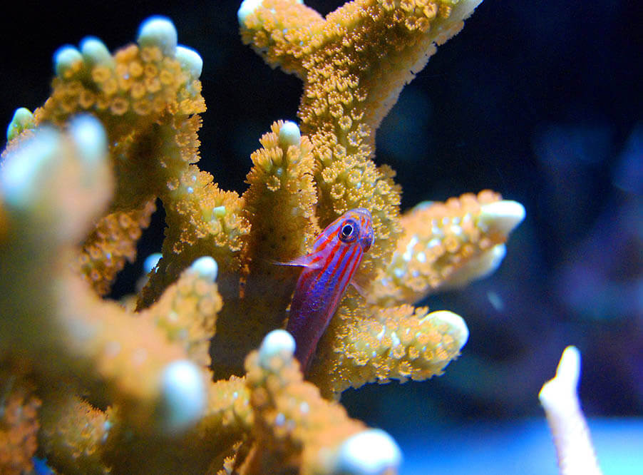 Австралийские ученые выступают за развитие технологий восстановления коралловых рифов