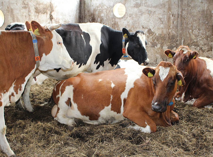 За большую часть антибиотиков в фермерстве Великобритании ответственны 25% хозяйств