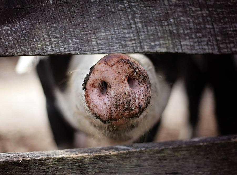 Крупнейший американский производитель свинины начнет выпускать экологичные удобрения