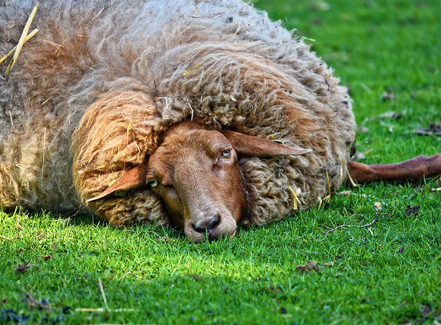 Австралия может запретить экспорт живых овец