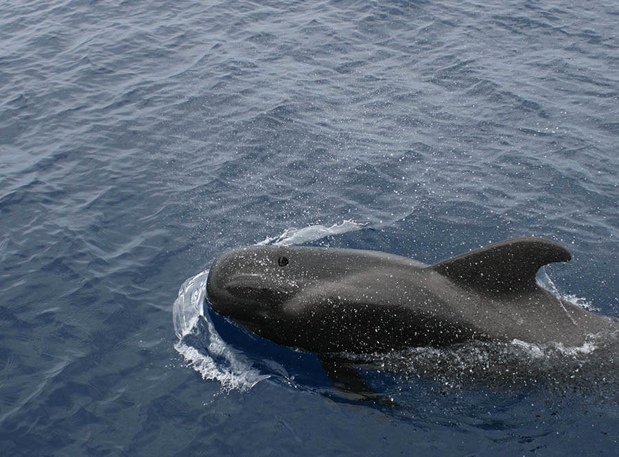 В Таиланде из-за пластикового мусора погиб черный дельфин