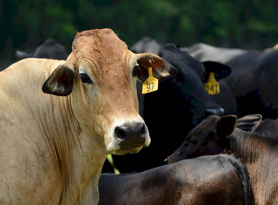 Ученые заявили, что выращивание сельскохозяй­ствен­ных животных без антибиотиков невозможно