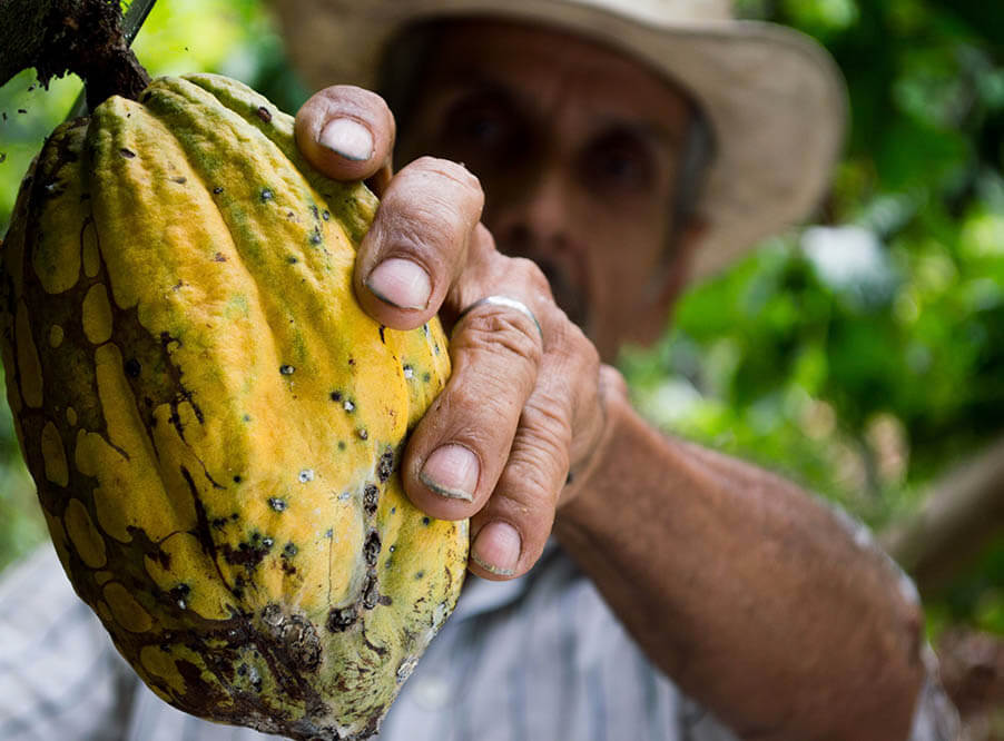 Колумбия обязалась производить шоколад без вырубки лесов