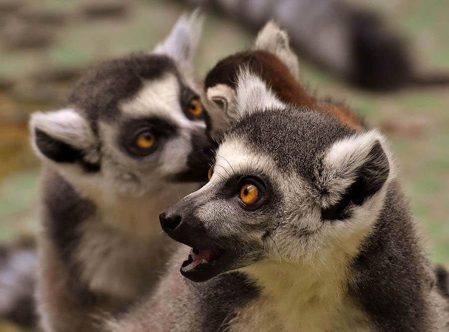 Большинство видов лемуров на Мадагаскаре оказались под угрозой исчезновения