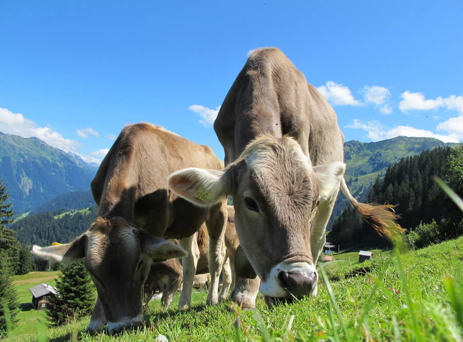 Ученые сочли мясо из пробирки более опасным для климата, чем животноводство