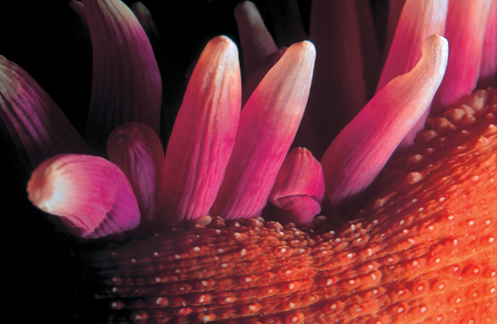 Мягкие кораллы и клубничный анемон: как выглядят обитатели северных морей