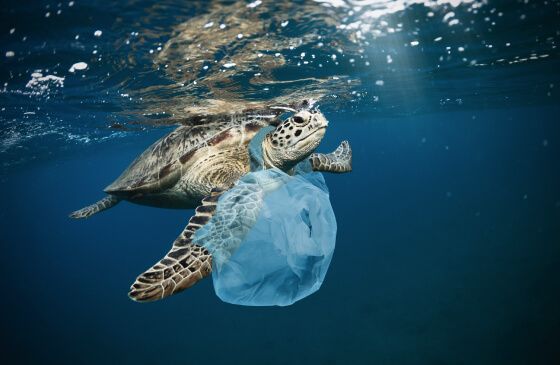 Растворимый в воде пластик — вред или польза для природы