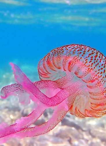 Ученые узнают у бессмертной медузы секрет долголетия