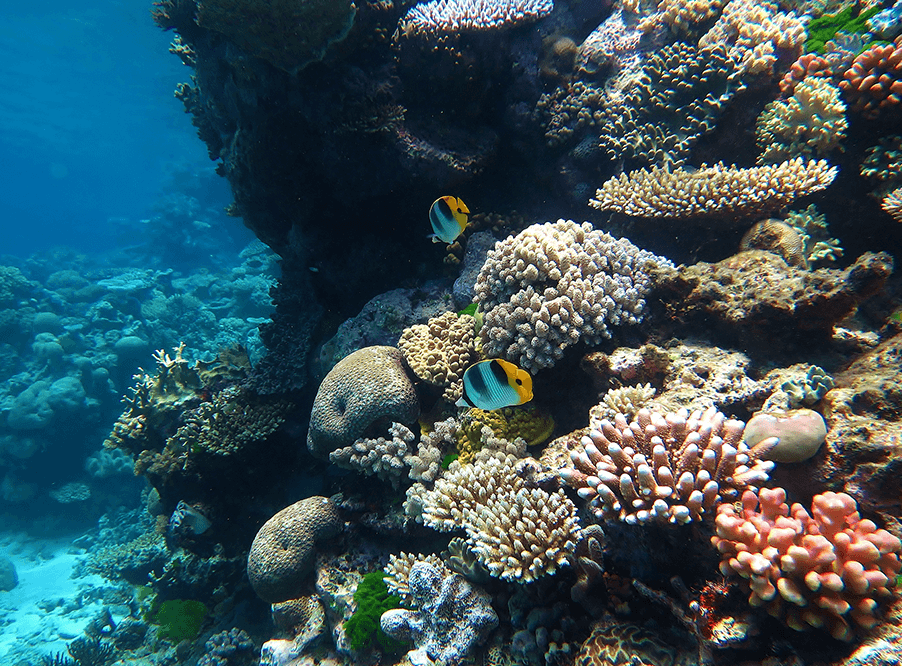 Кораллы Большого Барьерного рифа не восстановят цвет