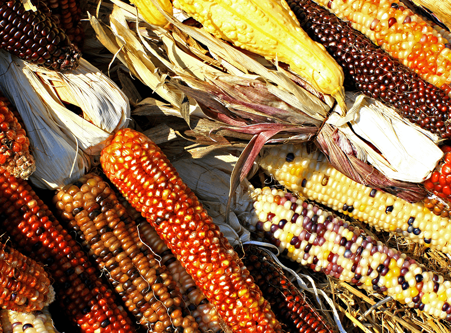 Новые сорта ГМО-кукурузы собираются культивировать в Евросоюзе