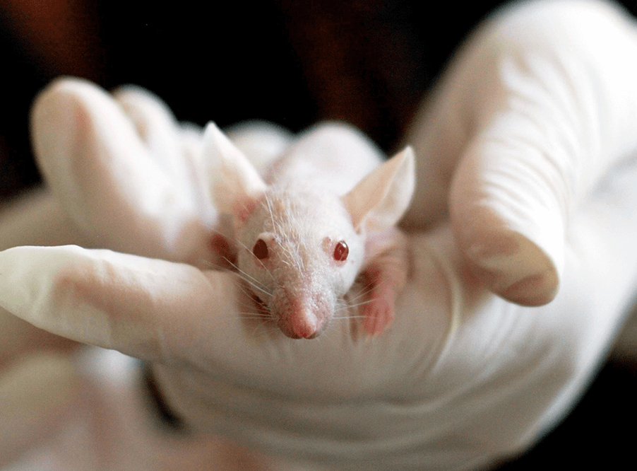 Напечатанные на 3D-принте­ре яичники позволяют бесплодным мышам рожать