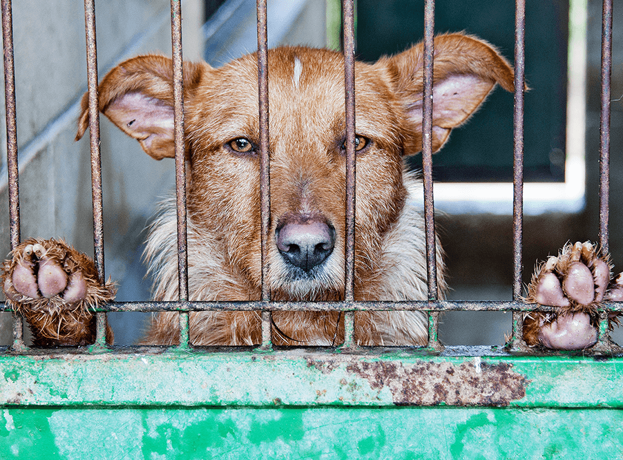 В​ ​июне​ ​Госдума​ ​рассмотрит​ ​законопроек­т​ ​об​ ​обращении​ ​с​ ​животными