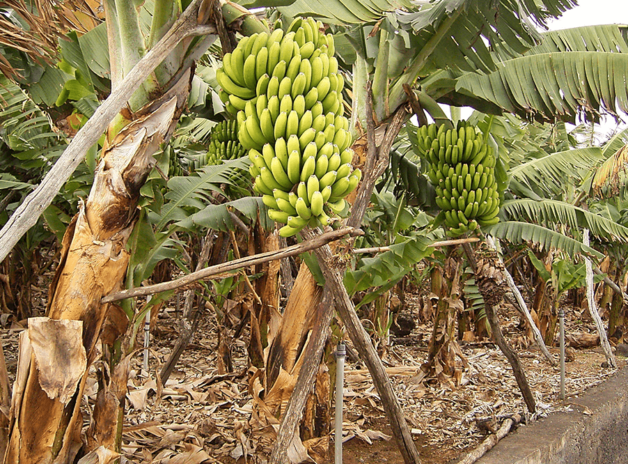 Премьер-министр Лаоса обеспокоен состоянием банановых плантаций страны