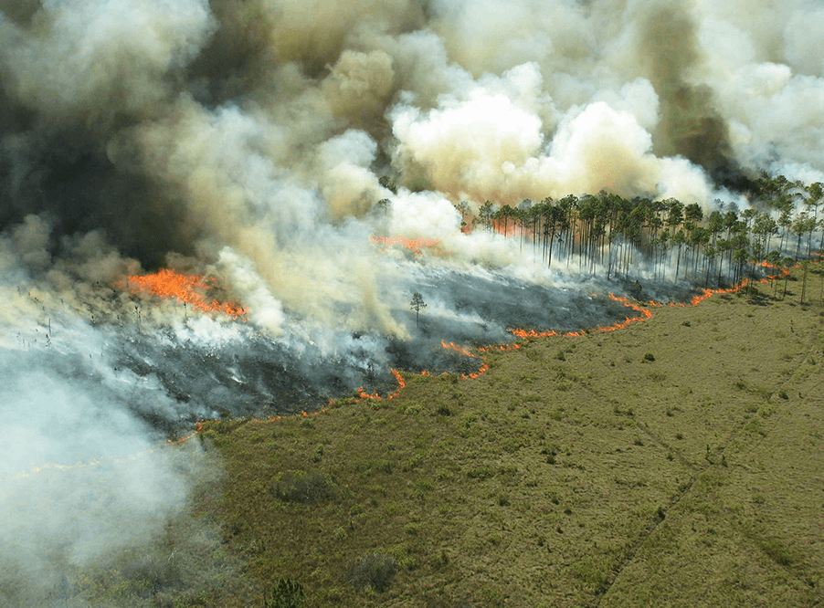 Эксперты Greenpeace подсчитали количество пожаров в России за весну