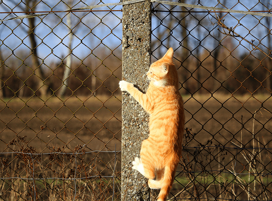 В Австралии строят электрический забор от кошек