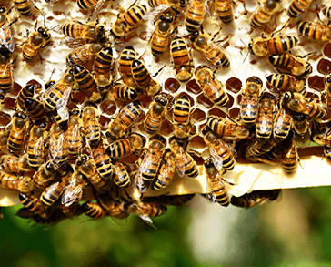 Пестициды мешают медоносным пчелам пережить зимнюю спячку