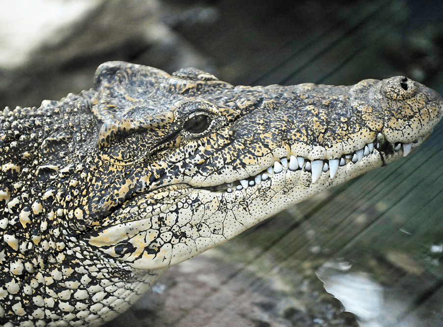 На Кубе 10 крокодилов редкого вида выпустили в болото Сапата