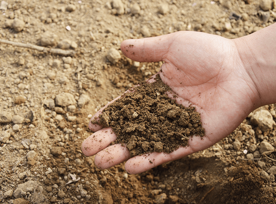 Американские ученые обнаружили способ повышения урожайности глинистых почв