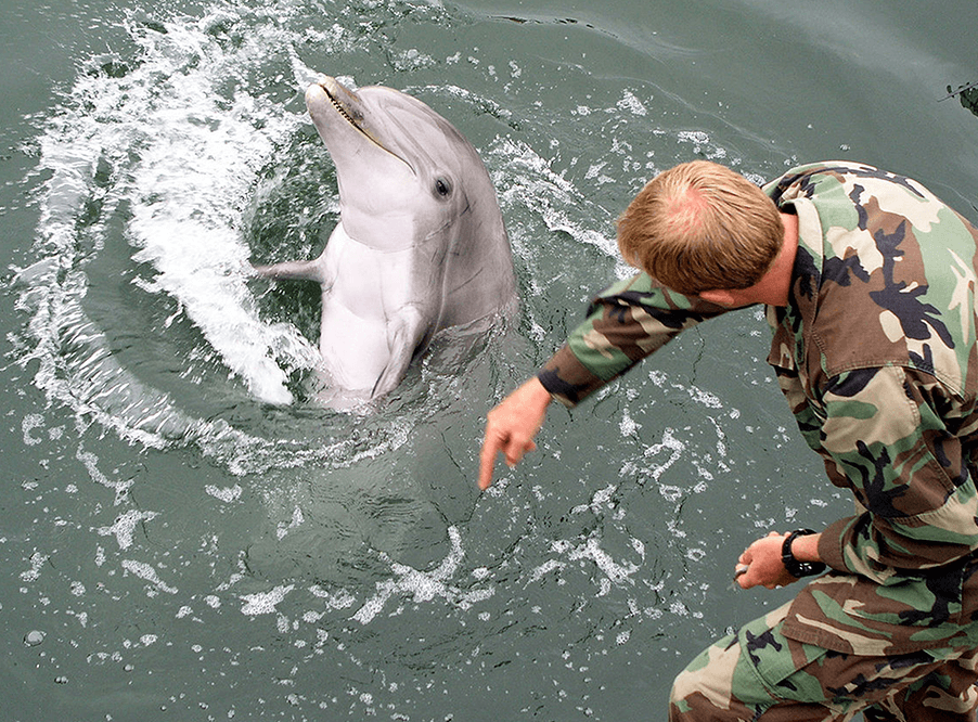 Дельфины помогут сохранить морских свиней
