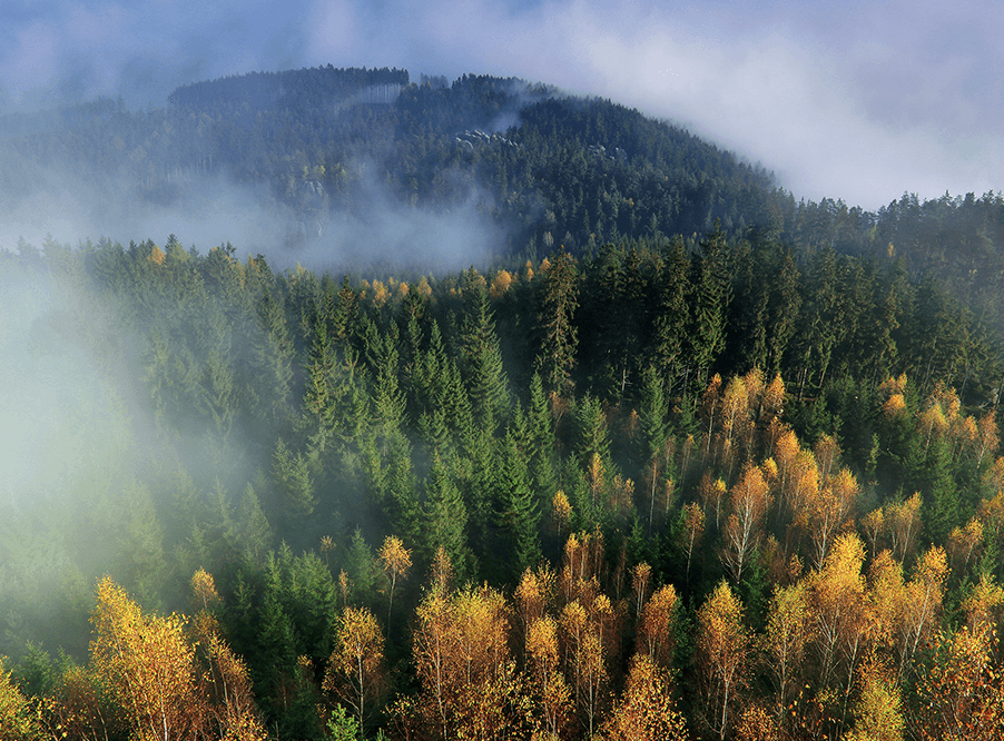 Вклад Европы в исчезновение лесов вырастет на 25% к 2030 году