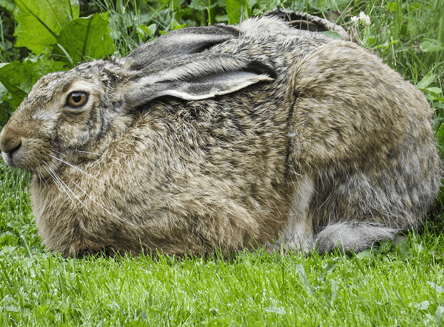 Британских зайцев спасет высадка травы