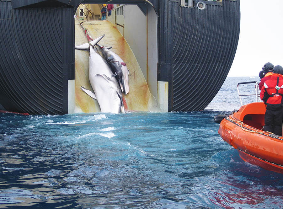 Японские рыбаки за несколько месяцев убили почти 180 китов