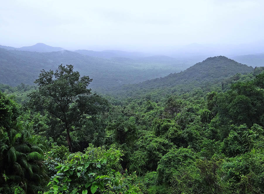 Тропические леса перестали справляться с поглощением СО2