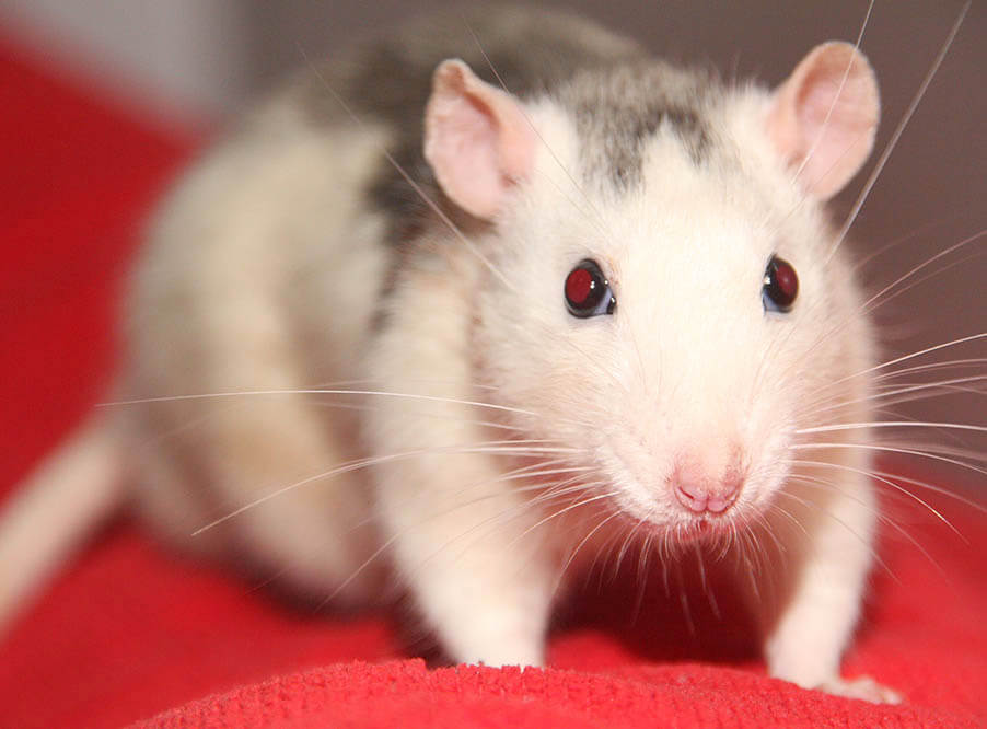 Исследователи восстановили зрение мышам после генетической модификации клеток