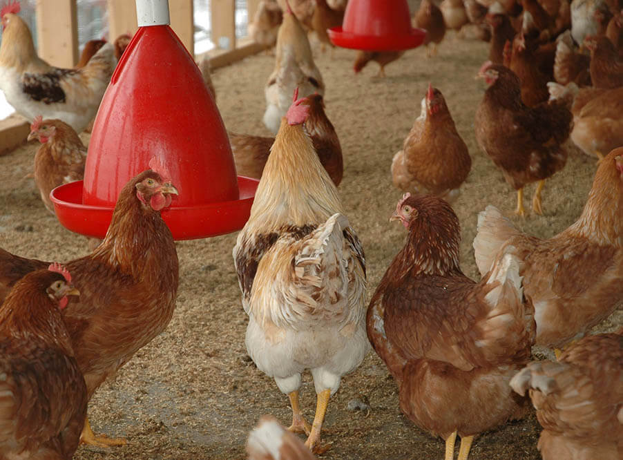 Голландские птицефабрики оказались на грани разорения из-за загрязнения инсектицидами