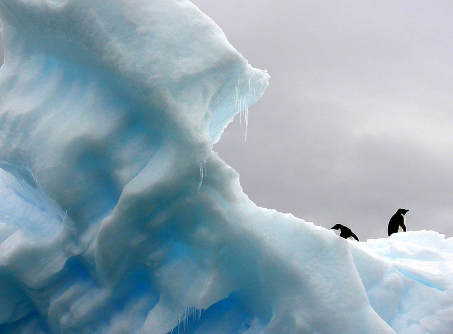 Колония пингвинов Антарктики лишилась молодняка из-за голода