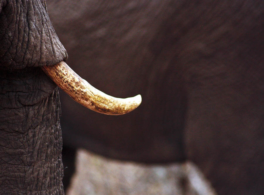 Объем нелегальной торговли слоновой костью превысил многолетний максимум