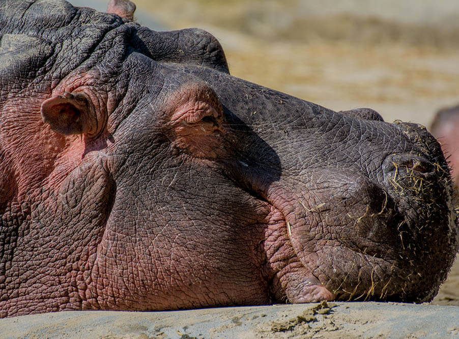 Более сотни бегемотов погибли в национальном парке Намибии