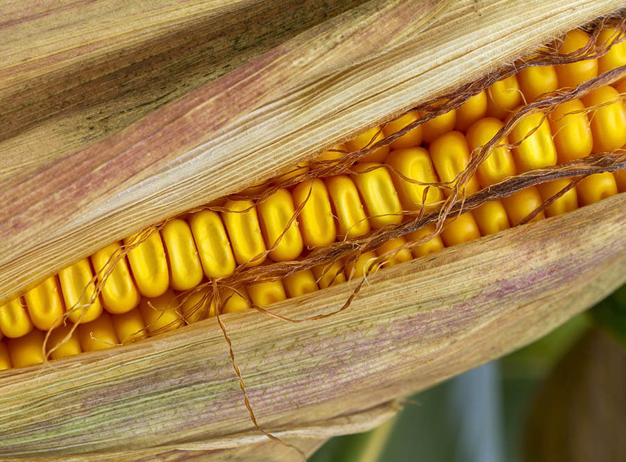 Американские ученые вывели кукурузу с питательностью мяса