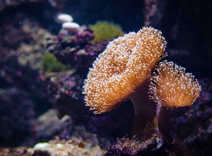 Ученые нашли способ восстановить поврежденные кораллы