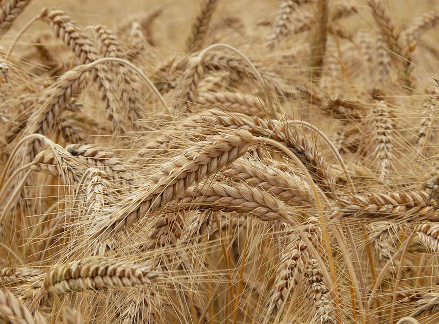 Испанские биотехнологи разработали низкоглютено­вую пшеницу