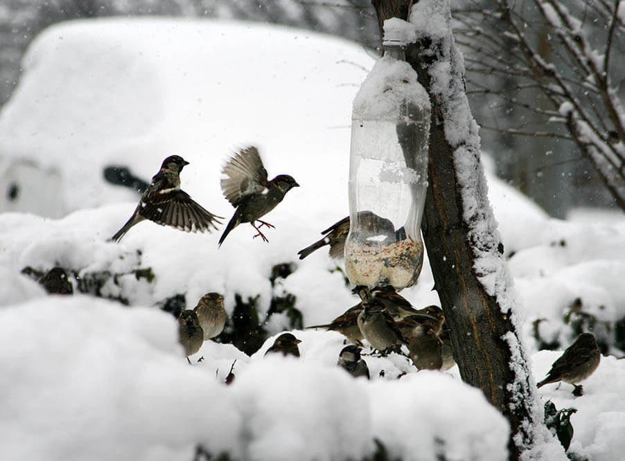 Сезон подкормки птиц открыли в России