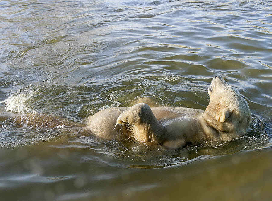 Документалисты опубликовали видео с умирающим от голода полярным медведем