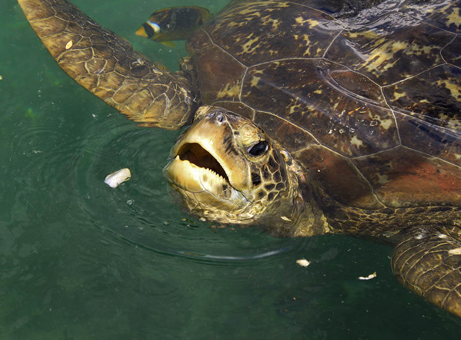 Тысяча морских черепах ежегодно погибает из-за пластика