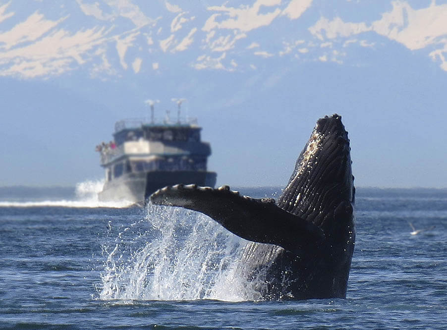 Мировое сообщество призывает Японию прекратить китобойный промысел в Антарктике