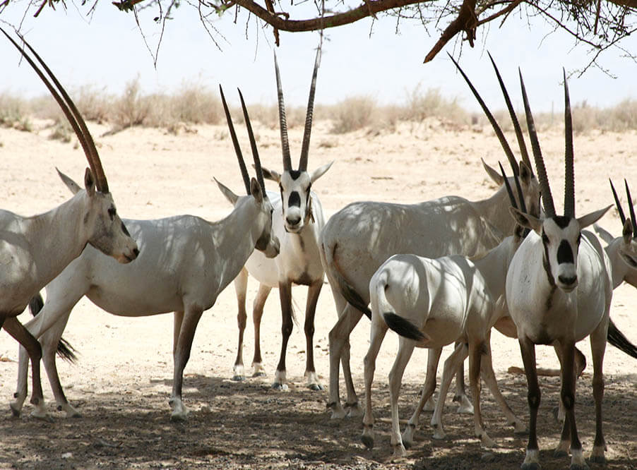 Оман открыл туристам заповедник с антилопами