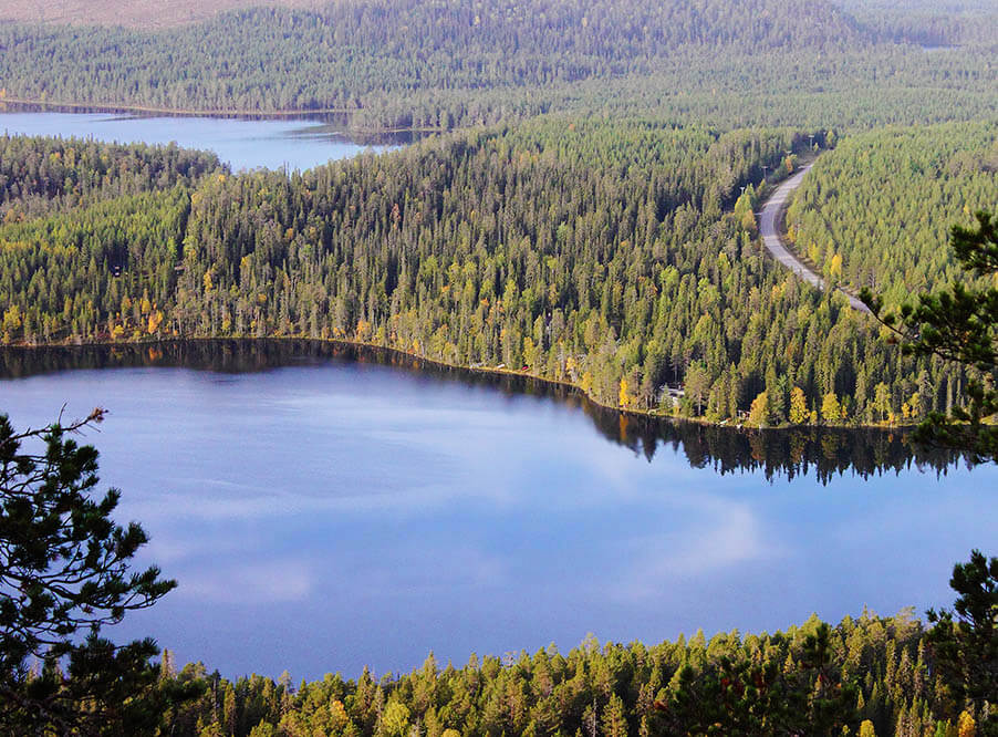 Новые правила ухода за лесами появились в РФ
