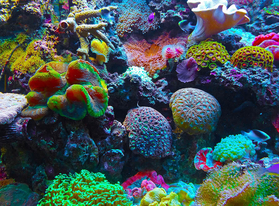 Экологи объявили 2018 год Международным годом коралловых рифов