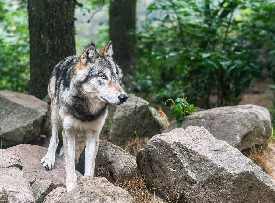 В Бельгии впервые за 100 лет появился волк