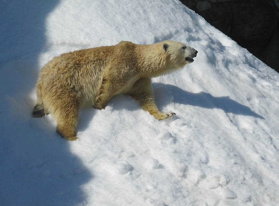 Таяние льдов лишает белых медведей пищи