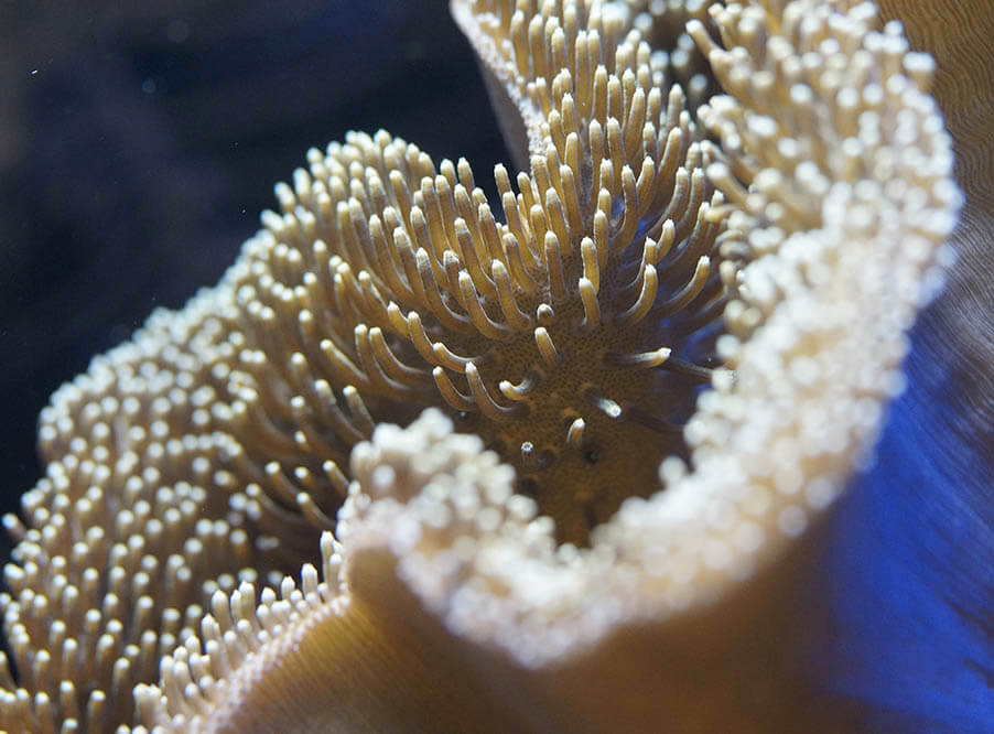 Ученые оценили заражающий кораллы океанический пластик в 11 млрд частиц