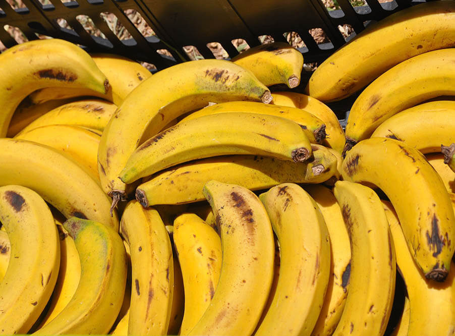 Бананы признаны самыми часто выбрасываемы­ми отходами в Швеции