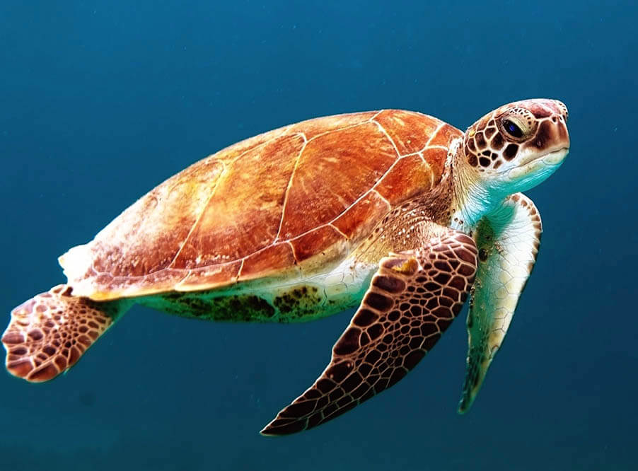 У черепах Большого Барьерного рифа нарушилось соотношение полов