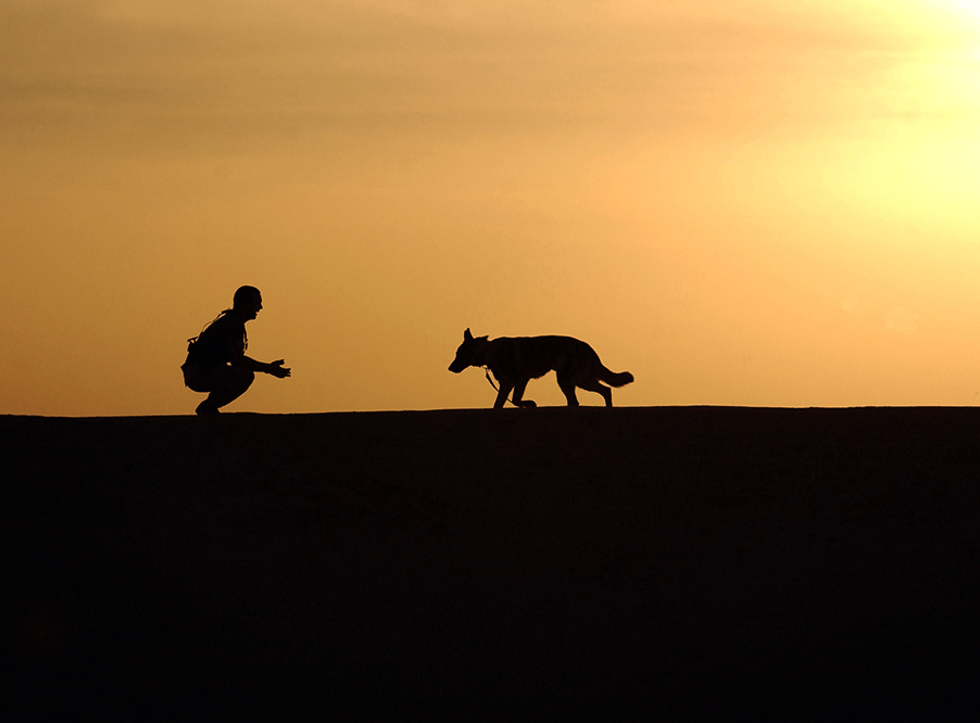 Собаки-ищейки в Кении помогли поймать 4000 браконьеров за 18 лет
